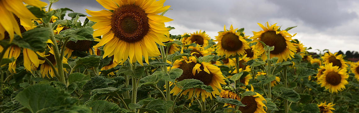 Image - Tournesol_DSC_0617.jpg