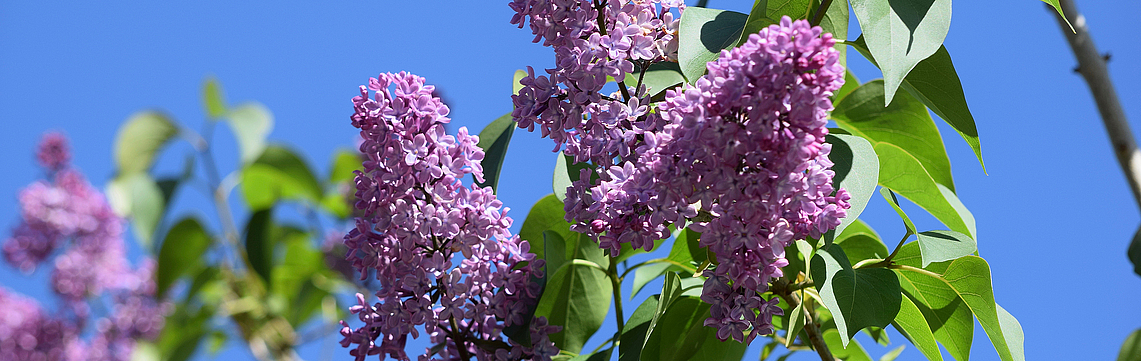 Image - Lilas_DSC_1827.jpg