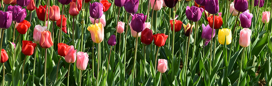 Image - Tulipes_2_DSC_1265.jpg