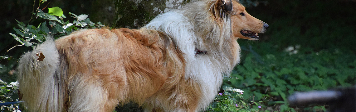 Image - CHIEN_Gimel_DSC_0286.jpg