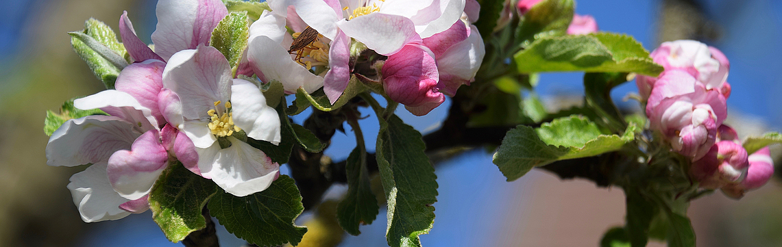 Image - PL_fleurs_pommier.jpg