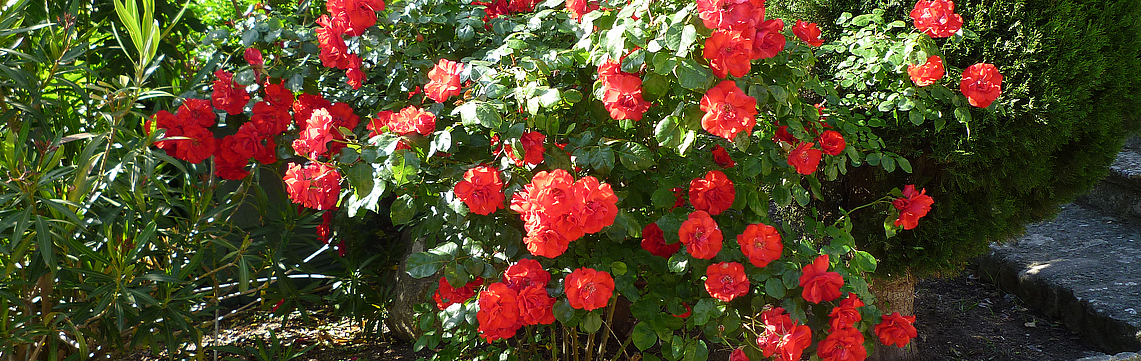 Image - Rosier_rouge_P1040511.jpg