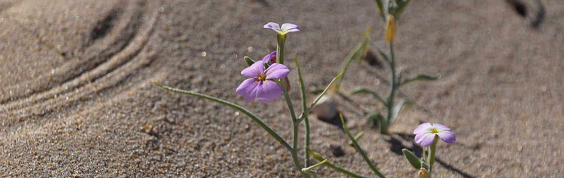 Image - fleurs_sable_DSC_0988.jpg