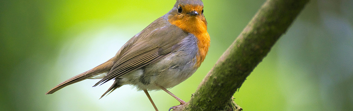 Image - OIseau_rouge-gorge.jpg