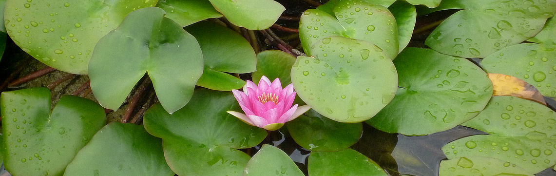 Image - Ne__nuphar_P1080254.jpg