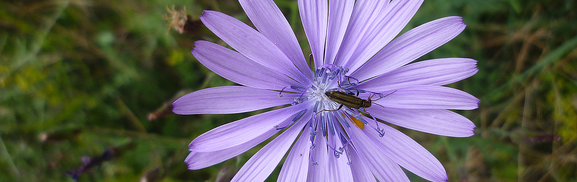 Image - Fleurs_mauve_P1070252.jpg