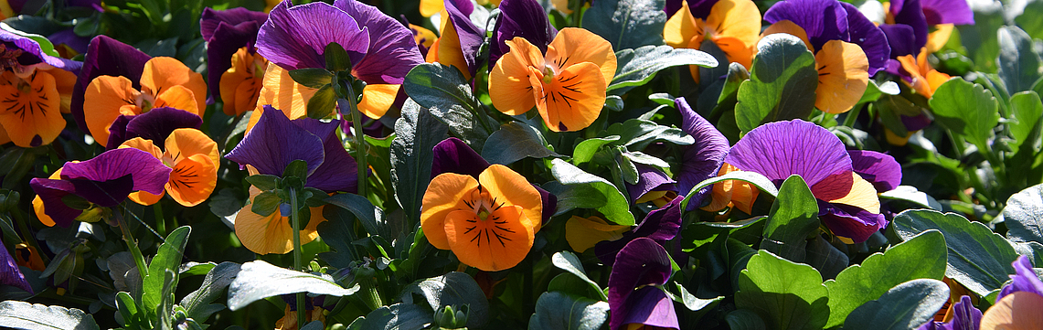 Image - Pense__es_violettes_orange_DSC_0959.jpg