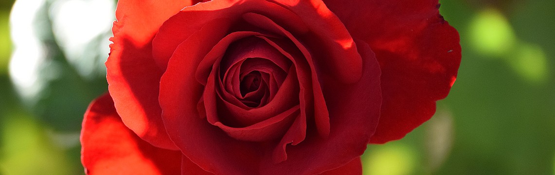 Image - Rose_rouge_DSC_0683.jpg