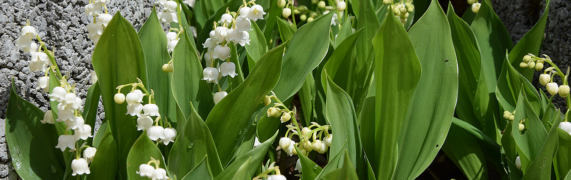 Image - Muguet_DSC_1575.jpg