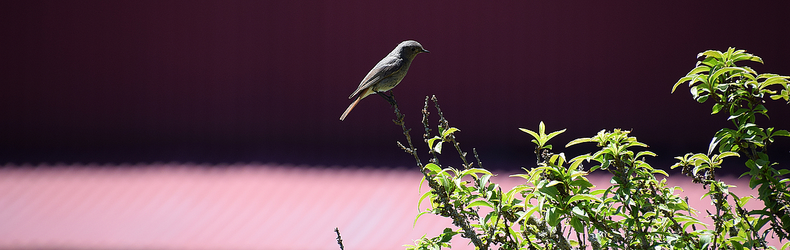 Image - PL_oiseau.jpg