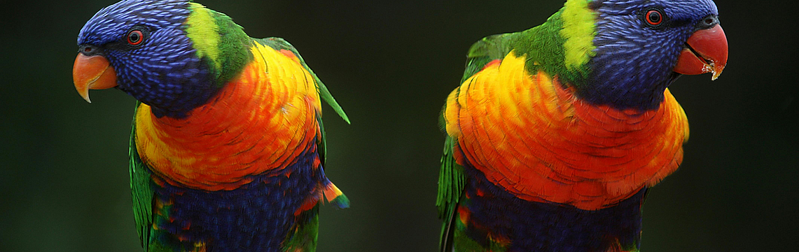 Image - Oiseaux_inséparables.jpg