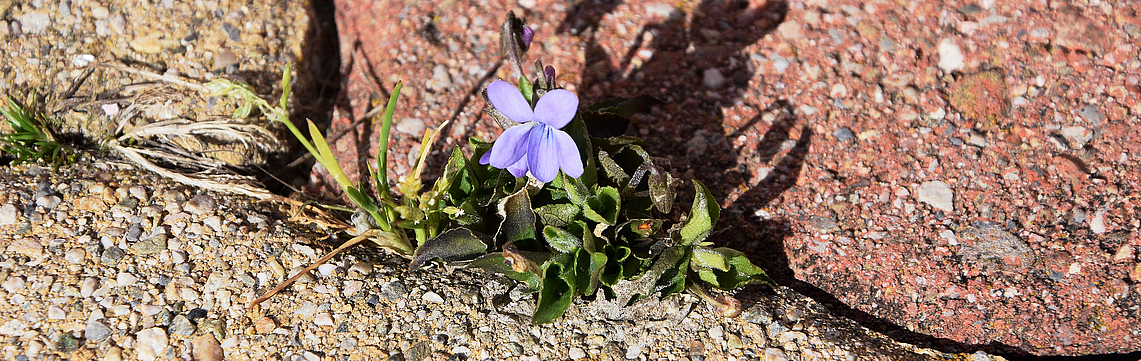 Image - Fleur_pave__s_DSC_0185.jpg